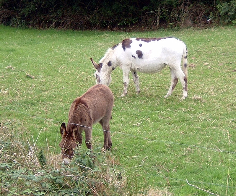 Donkeys Cooraclare.JPG